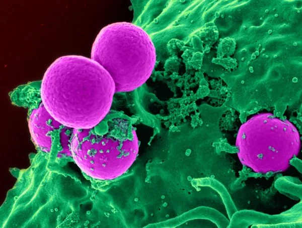 Microscopic view representing antimicrobial protection